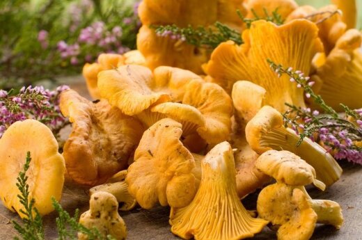 Цены на первые грибы бьют рекорды