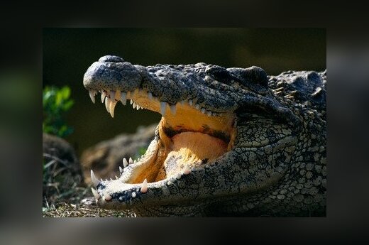 В Бангладеш священный крокодил загрыз паломницу