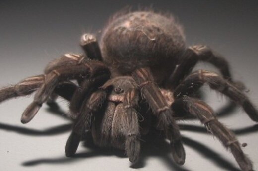 Białoruś: Tarantule osiedliły się na południu kraju