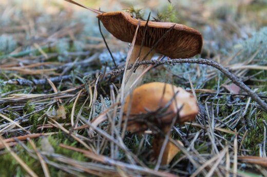 Специалисты советуют, какие грибы не стоит собирать
