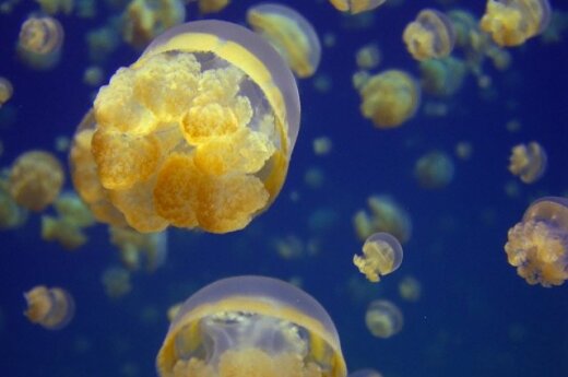 Stingless jelly fish abound in Jellyfish Lake on one of the Rock Islands of Palau in Micronesia.