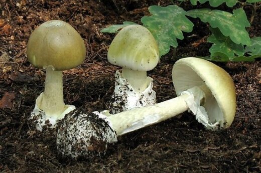 В Алитусе женщина скончалась, отравившись грибами