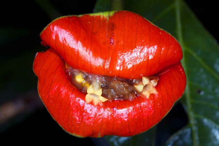 Психотрия (Psychotria elata). Удивительный цветок! Фото. Обсуждение на ...